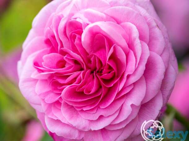 Роза гертруда джекилл, д.остин кустарниковая, фотография 1