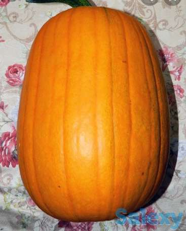 Рассада тыквы, фотография 5