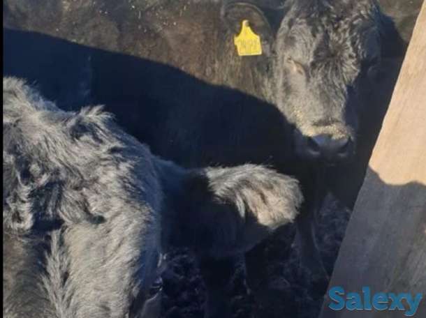 Продам телят бычков коров Ангус сементал герефорд мал, фотография 5