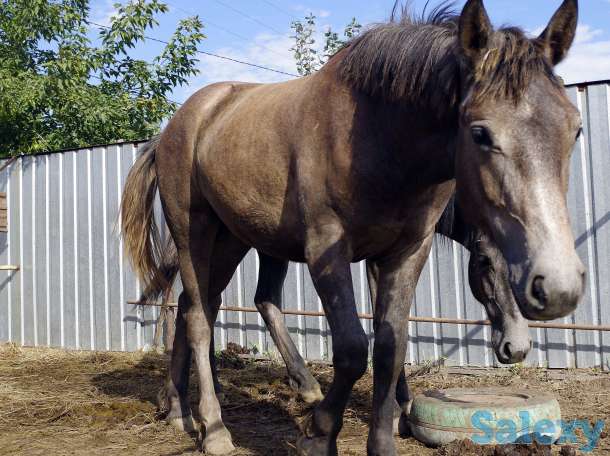 Лошади, конина, фотография 2