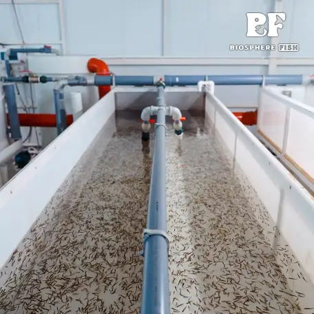 Малек, мальки, сеголетки радужной форели., фотография 2