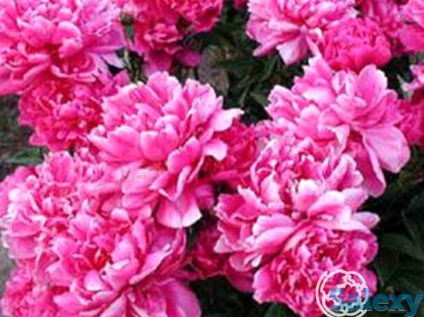 Пион виктор де ла марне, фотография 1