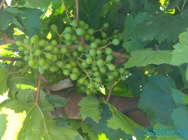 Продам дачу, фотография 9