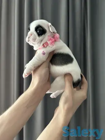 Очаровательные щенки, с сладкими складочками, фотография 2