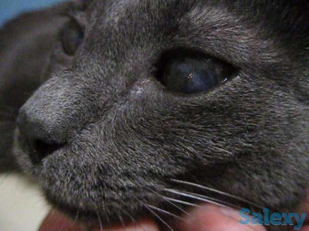 Кличка кота Нешик порода Русская голубая, фотография 2