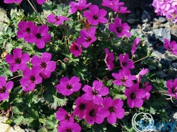 Герань садовая Сабкулесценс, фотография 1