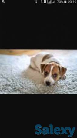 Джек расселы, фотография 1