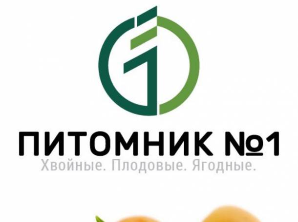 Предлагаем саженцы абрикоса «Харкот»  польского производства., фотография 1