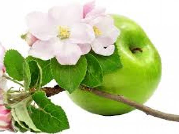 Саженцы яблонь. Производство – Польша., фотография 1