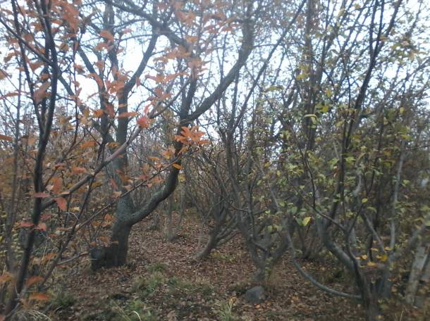 Продам дачу, Горном Садоводе, Карасайский р-н, фотография 1