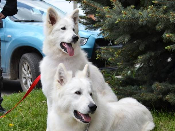 Белая Швейцарская Овчарка., фотография 1