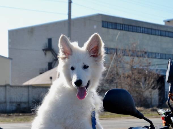 Белая Швейцарская Овчарка., фотография 5