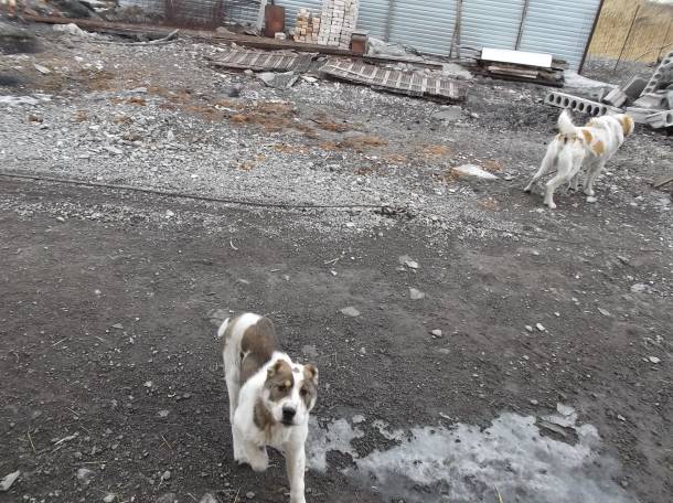 продам щенка алабая.дата рождения 5.10.2016, фотография 2