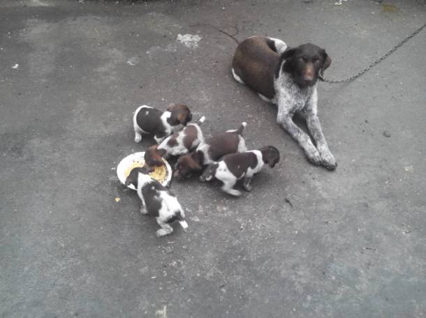 продаются щенки дратхаара!, фотография 1