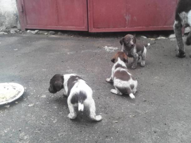 продаются щенки дратхаара!, фотография 2