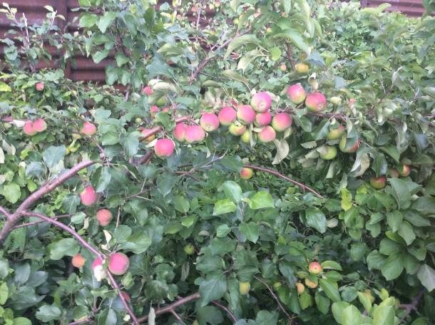 Продам или обменяю отличный дом, с.петерфельд, фотография 6