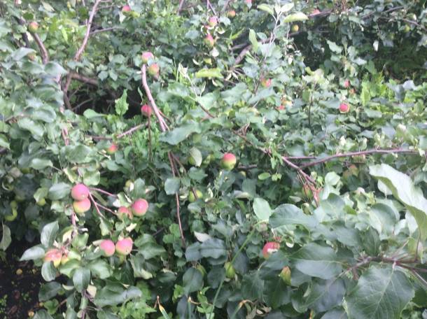 Продам или обменяю отличный дом, с.петерфельд, фотография 9