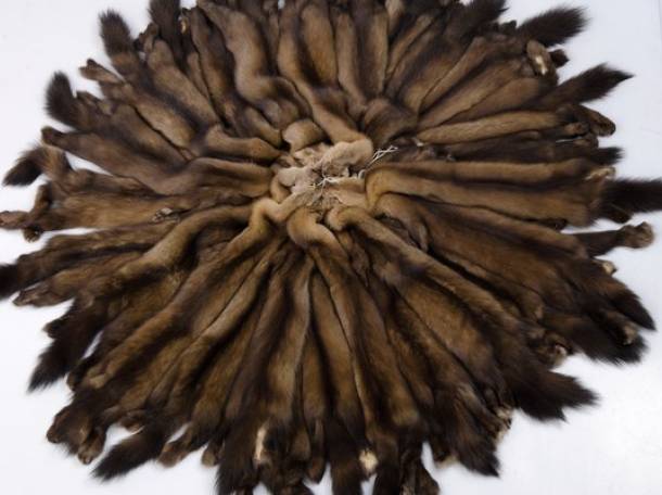 Продажа натурального меха по Казахстану, фотография 4