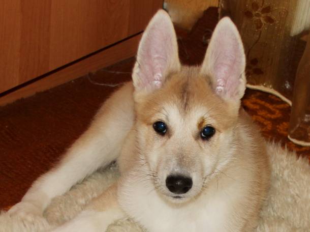 Продам щенков лайки, фотография 3