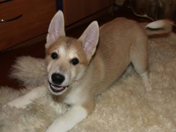 Продам щенков лайки, фотография 6