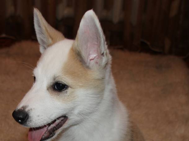 Продам щенков лайки, фотография 7