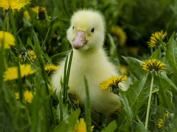 Продажа Гусят., фотография 1