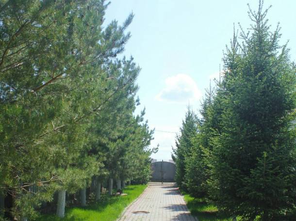 сдается коттедж посуточно , астана, фотография 9