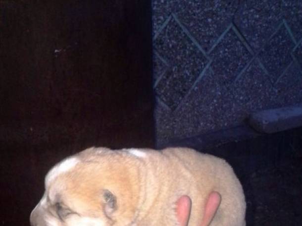 Щенки туркменского алабая, фотография 1