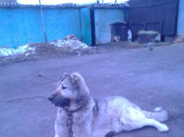 Щенки туркменского алабая, фотография 3