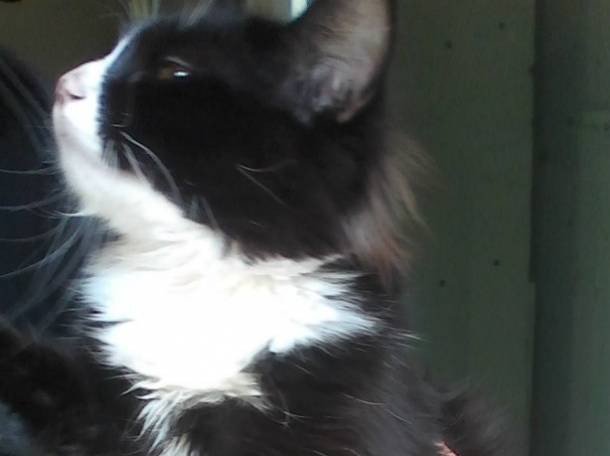 Отдам кота в добрые руки., фотография 6