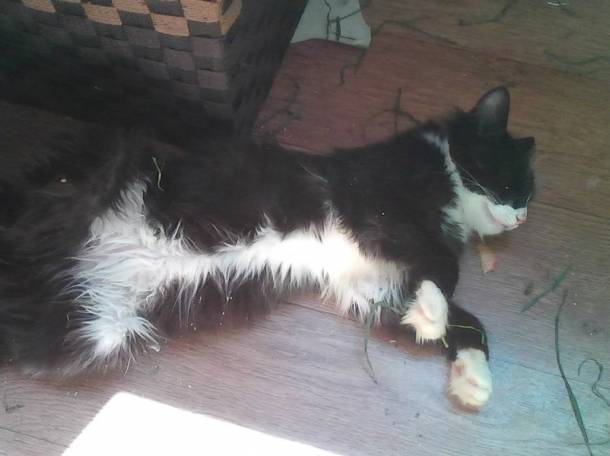 Отдам кота в добрые руки., фотография 7