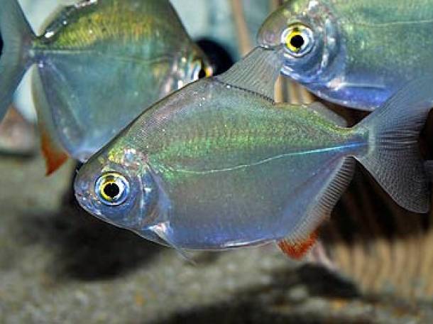 Метинисы, фотография 1