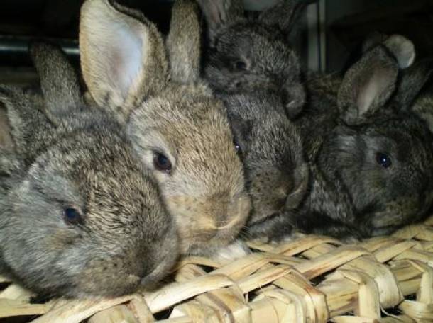 Кролики породы Фландер и Шиншила, фотография 1