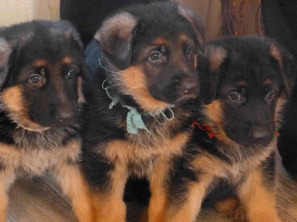 щенки немецкой овчарки сродословной, фотография 1