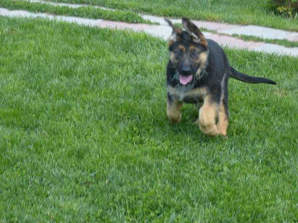 щенки немецкой овчарки сродословной, фотография 3