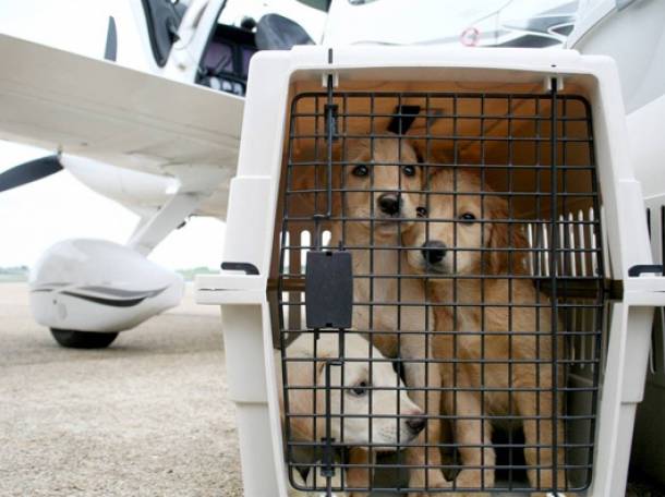 Авиаперевозка животных. Перевозка домашних питомцев. Доверьтесь профессионалом! Звони!!!, фотография 1