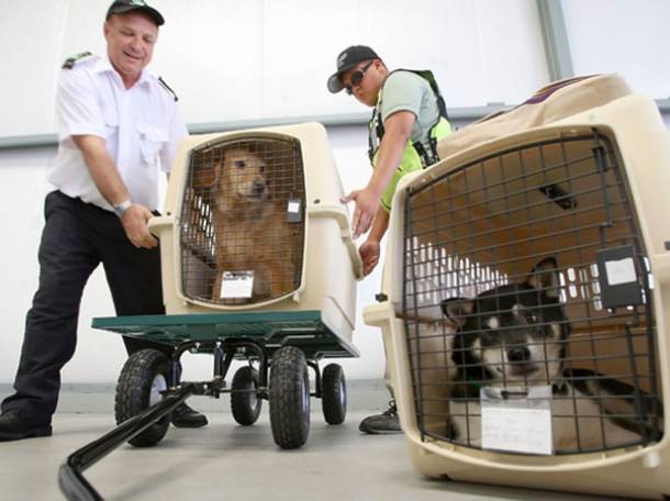 Авиаперевозка животных. Перевозка домашних питомцев. Доверьтесь профессионалом! Звони!!!, фотография 2