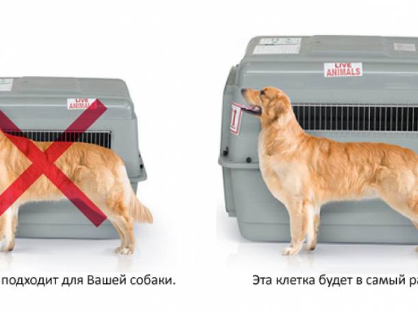 Авиаперевозка животных. Перевозка домашних питомцев. Доверьтесь профессионалом! Звони!!!, фотография 3