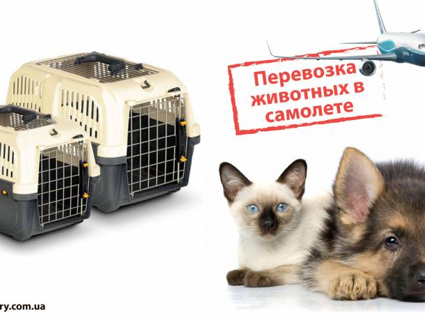 Авиаперевозка животных. Перевозка домашних питомцев. Доверьтесь профессионалом! Звони!!!, фотография 4