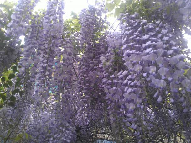 Продам саженцы глицинии, фотография 2