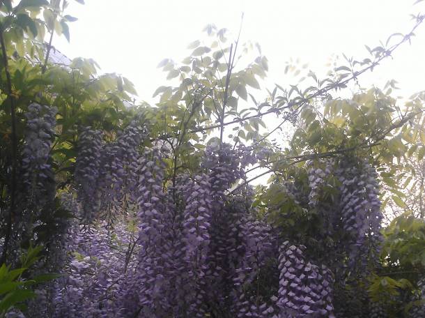 Продам саженцы глицинии, фотография 3