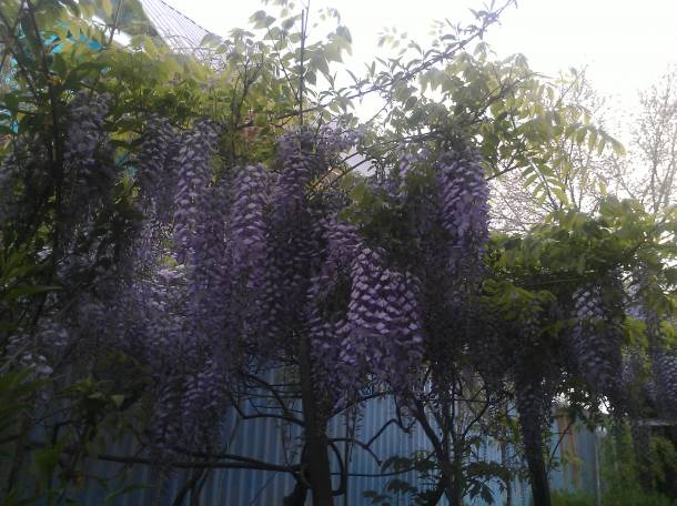 Продам саженцы глицинии, фотография 4