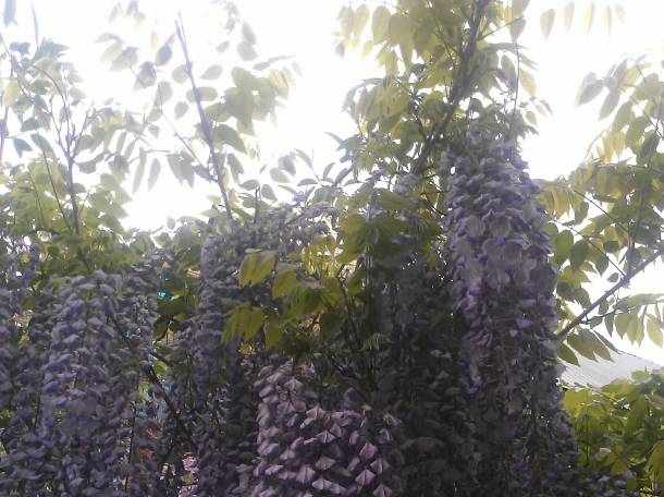 Продам саженцы глицинии, фотография 5