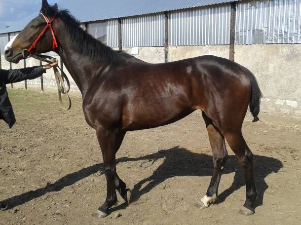 ЛОШАДИ, фотография 1