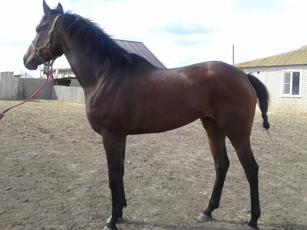 ЛОШАДИ, фотография 3