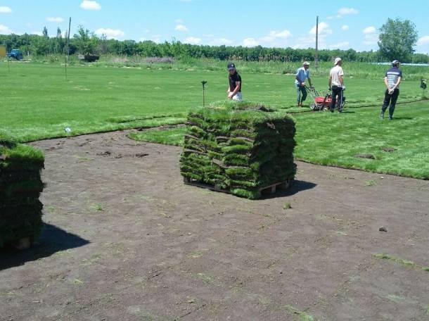 укладка газона, фотография 1