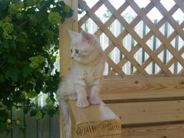 Продажа Шотландских котят, фотография 6