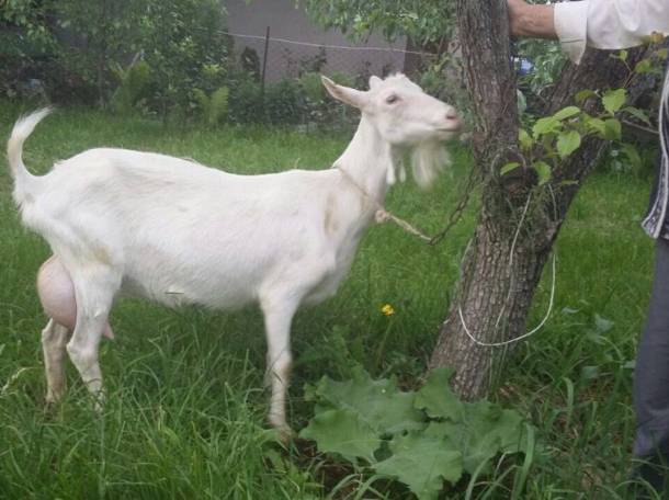 Продам козье молоко оптом и в розницу, фотография 2