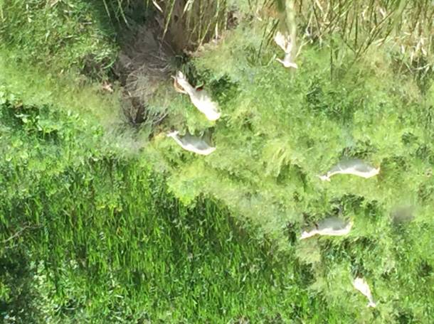 Продам козье молоко оптом и в розницу, фотография 3