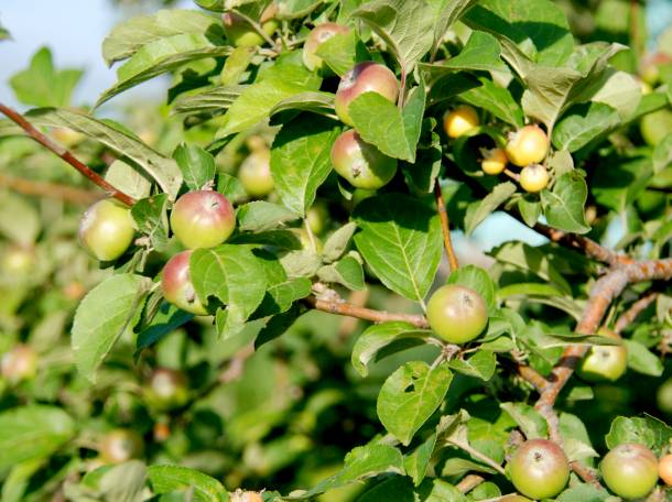 Спешите, горячие путевки для детей, летний лагерь «Тан Нуры»! , фотография 3